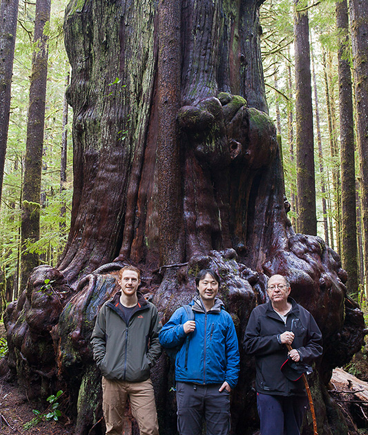 Ancient Forest Alliance's campaigner TJ Watt and executive director Ken Wu and Public and Private Workers of Canada (PPWC) president Arnold Bercov with a giant cedar tree at the Avatar Grove near Port Renfrew