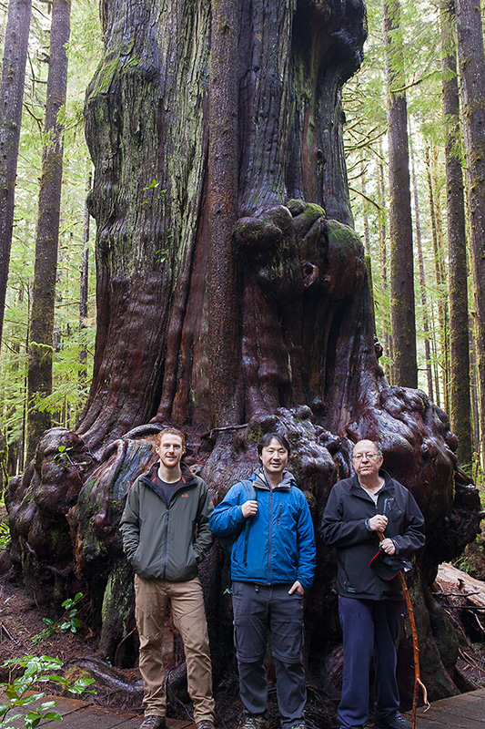 Ancient Forest Alliance's campaigner TJ Watt and executive director Ken Wu and Public and Private Workers of Canada (PPWC) president Arnold Bercov with a giant cedar tree at the Avatar Grove near Port Renfrew