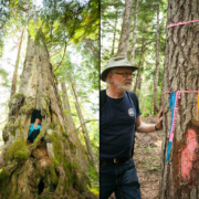 A giant ancient yellow-cedar tree (left) and logging road location ribbon (right)