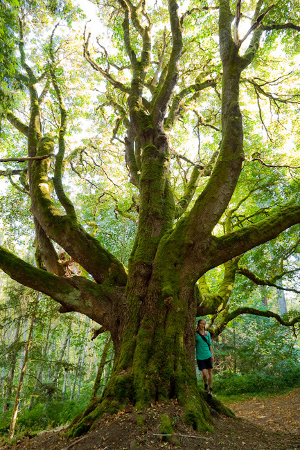 A woman in a teal hoodie stands beside massive bigleaf maple with octopus-like branches at Royal Roads.