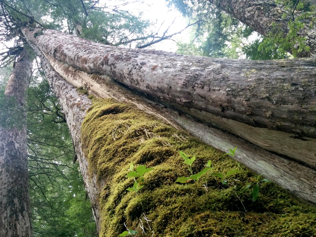 Ancient yellow cedar slated for logging in Schmidt Creek