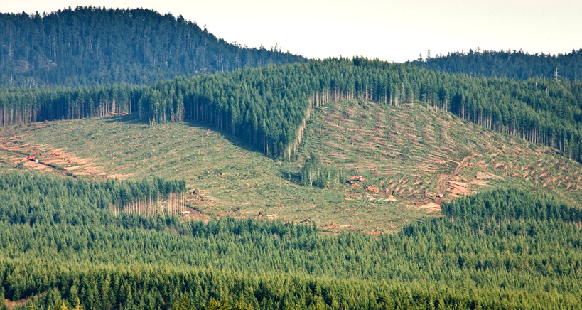 Large scale clearcutting of second-growth forests near Shirley in 2011.
