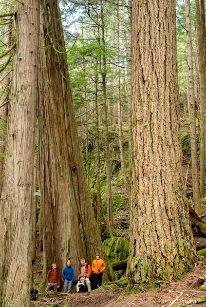 Old-Growth Douglas Fir and Cedar