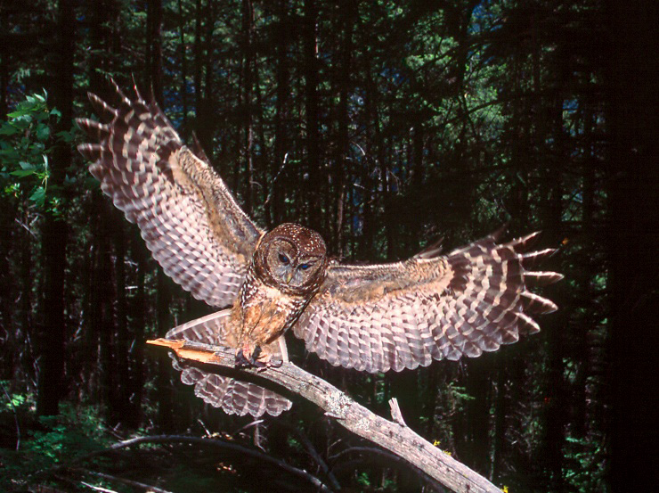 The highly endangered Spotted owl. An estimated 5 individuals are thought to exist still in the wild.