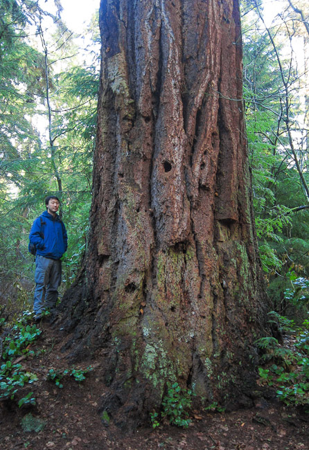 AFA's Ken Wu with a giant old-growth Douglas-fir tree in Stanley Park.