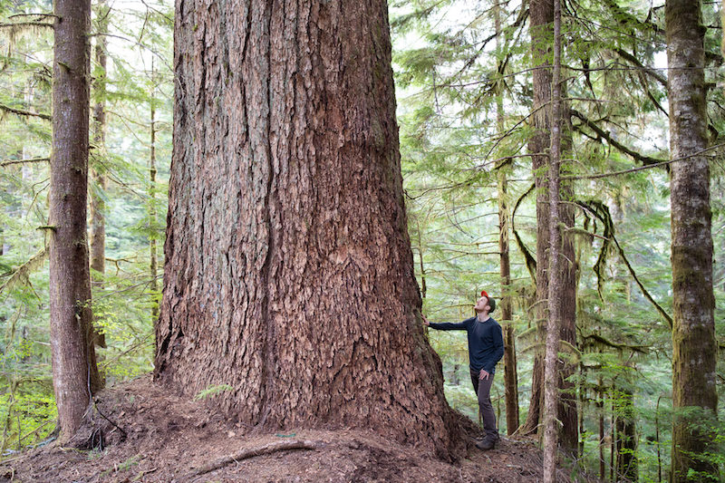 Ancient Forest Alliance campaigner TJ Watt next to Canada's 9th-widest Douglas-fir tree