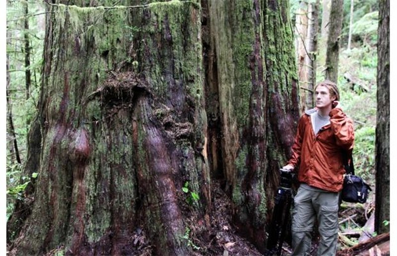 T.J. Watt of Ancient Forest Alliance stands in July 2011 next to old-growth red cedar in Avatar Grove near Port Renfrew.