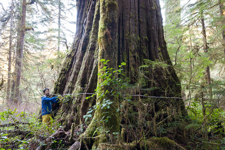 AFA's Ken Wu measuring the Tolkien Giant in the Central Walbran Valley. It appears to come in as the 9th widest western redcedar in BC