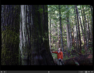 The two journalism students put together an audio/visual story on the Avatar Grove. Follow this link to watch and listen: https://thethunderbird.ca/2011/03/31/old-trees-find-new-value-in-historic-logging-town/