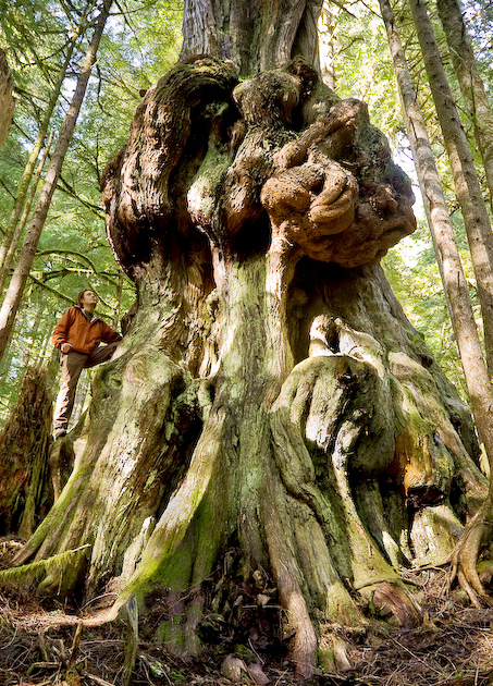 "Canada's gnarliest tree" grows in Avatar Grove