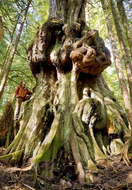 "Canada's gnarliest tree" grows in Avatar Grove