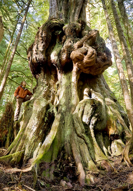 The gnarliest tree in Canada found in the endangered Avatar Grove