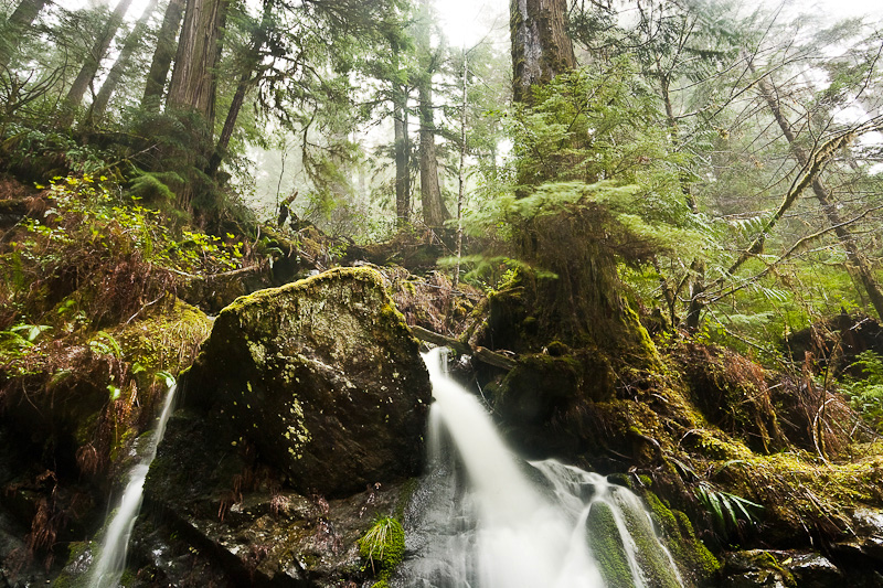 Waterfalls flow from streams running through towering ancient red cedars in the logging threatened Avatar Grove near Port Renfrew