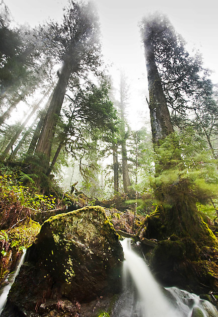 A waterfall cascades through the old-growth redcedars in the endagered Avatar Grove.