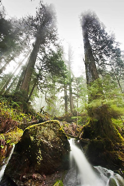A waterfall cascades through the old-growth redcedars in the endagered Avatar Grove.