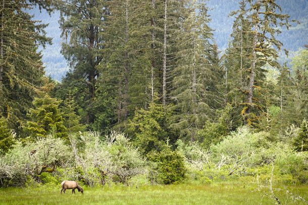 Elk are among the wildlife you will find among the towering trees in Avatar Grove.