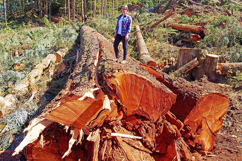 BC's 9th widest Douglas-fir cut down in the Nahmint Valley