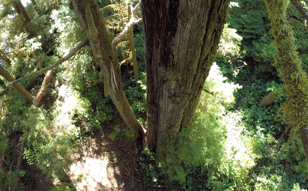 Screenshot from the new video clip which used drones to helped capture footage in the Central Walbran Valley