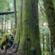 A massive old-growth redcedar tree found near the survey tape marked "Falling Boundary" in the unprotected Central Walbran Ancient Forest