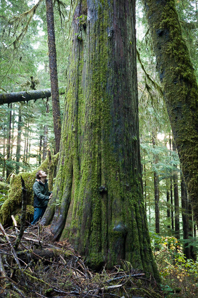 A massive old-growth redcedar tree found near the survey tape marked "Falling Boundary" in the unprotected Central Walbran Ancient Forest