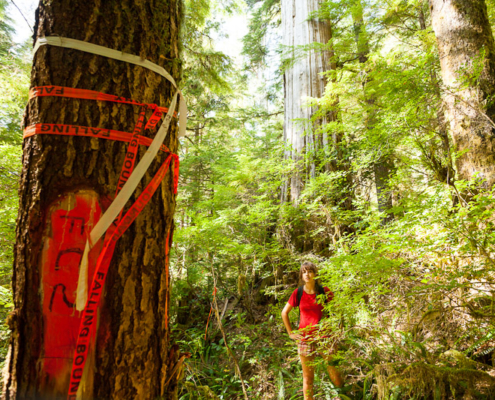 Flagging tape marked "Falling Boundary" was discovered over summer in the Upper Castle Grove.
