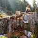 Upper Walbran Valley - Giant redcedar stump. Vancouver Island