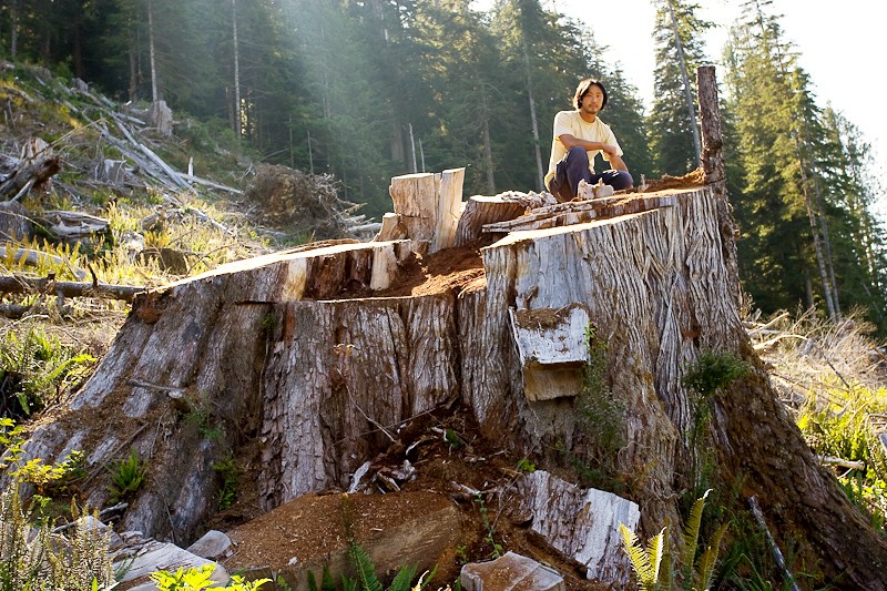 Upper Walbran Valley - Giant redcedar stump. Vancouver Island
