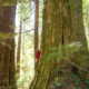 An example of High Productivity Old-Growth Forest. Ancient Forest Alliance volunteer Mary Vasey stands amongst old-growth redcedars in the unprotected Upper Castle Grove in the the Walbran Valley on southwestern Vancouver Island.