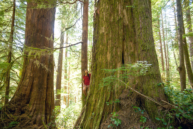 An example of High Productivity Old-Growth Forest. Ancient Forest Alliance volunteer Mary Vasey stands amongst old-growth redcedars in the unprotected Upper Castle Grove in the the Walbran Valley on southwestern Vancouver Island.