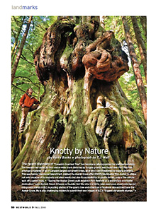 "Canada's gnarliest tree" as seen in the upper Avatar Grove has been featured in the fall edition of Westworld Magazine.