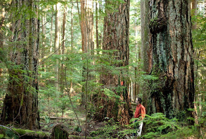Giant old-growth Douglas-fir trees in the Wilson Creek forest.