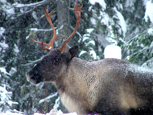 The lichens being auctioned off for namining rights are a key part of the diet of BC's mountain caribou.