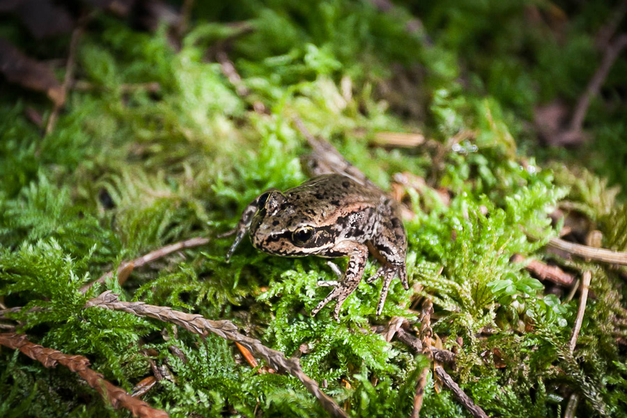 A Northern Red Legged-Frog spotted during the Echo Lake Bio-Blitz. (listed as a species of Special Concern by COSEWIC and Blue-Listed or threatened provincially)