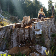 Wu atop a red cedar stump in Upper Walbran Valley.