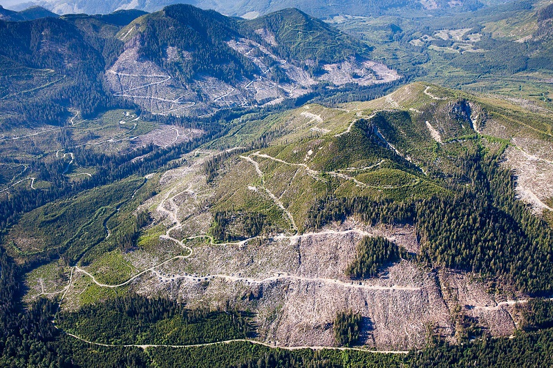 Old-growth clearcutting in the Klanawa Valley on Vancouver Island
