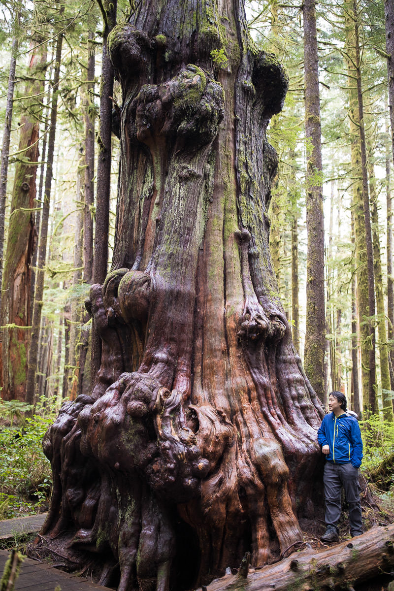 The incredibly burly cedar in the lower Avatar Grove. This has to be one of the coolest trees on Earth!