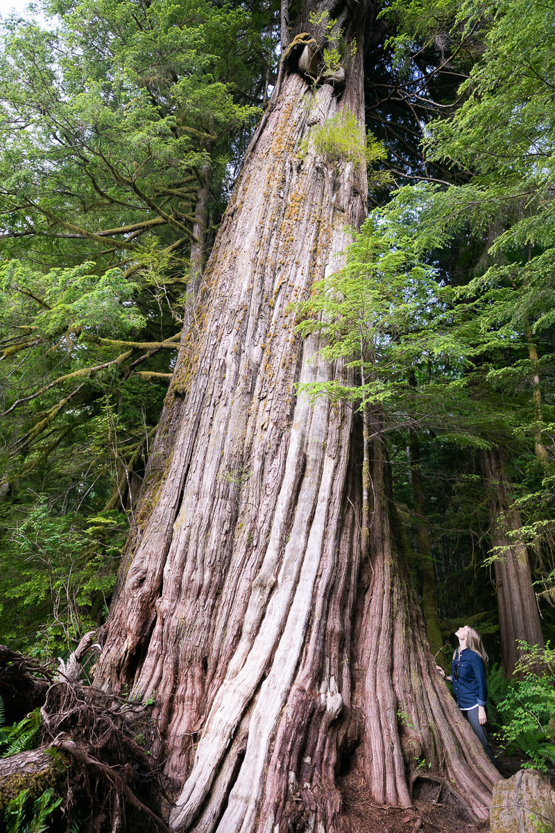 The incredible Canoe Creek Cedar! This tree grows along the Kennedy River and is accessed by a short trail off the highway between Port Alberni and Tofino. Not sure anyone has actually measured it yet but it's huge!
