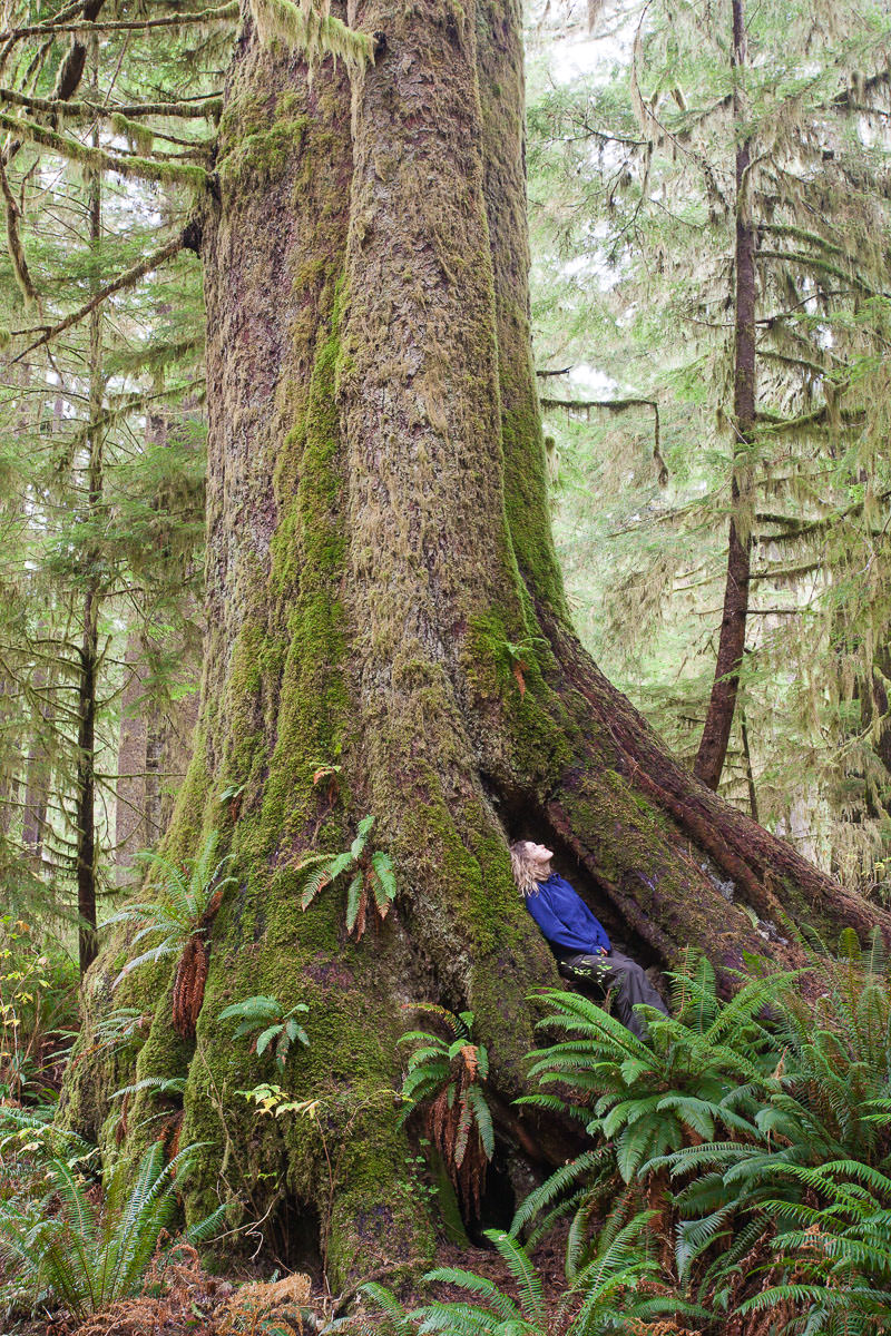 A sitka Spruce known as the Heaven Tree in Carmanah Valley Provincial Park.