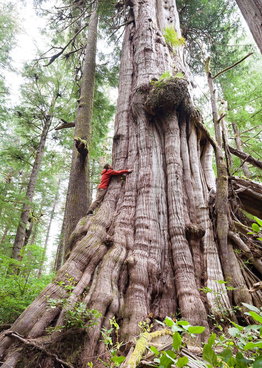 TJ doing his best to hug the country's 4th largest redcedar, located just before the Cheewhat Giant (Canada's largest tree) in the Pacific Rim National Park Reserve.