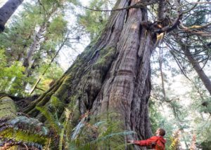 One of many massive cedars found growing in the Jurassic Grove near Port Renfrew, Pacheedaht territory.