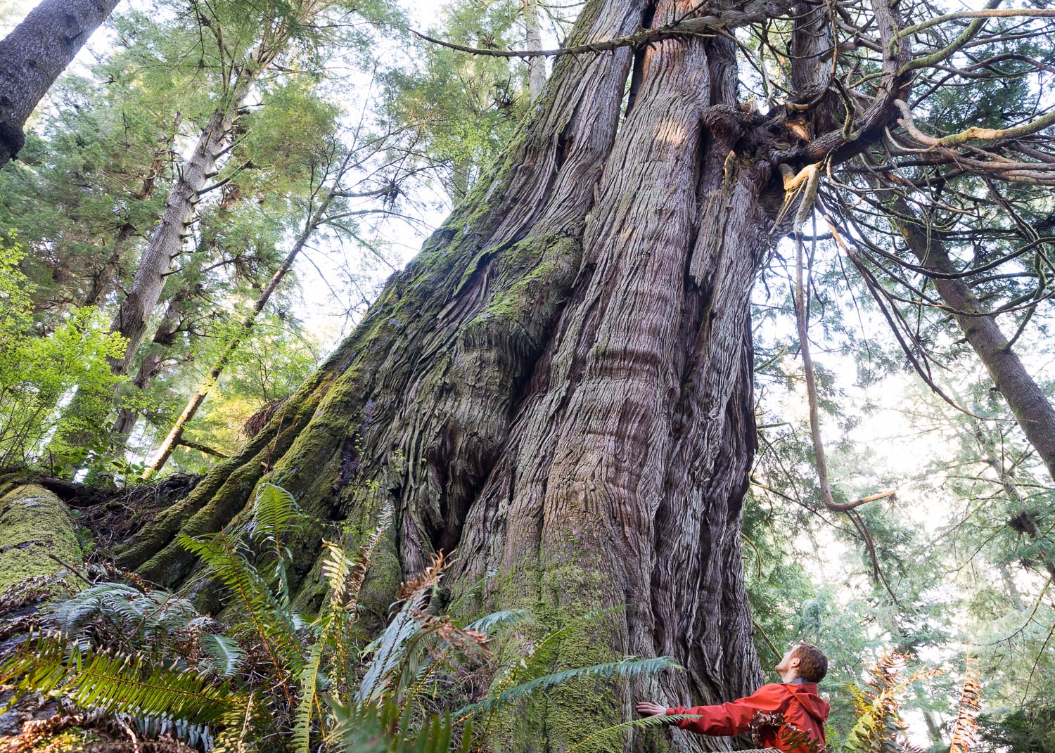 One of many massive cedars found growing in the Jurassic Grove near Port Renfrew