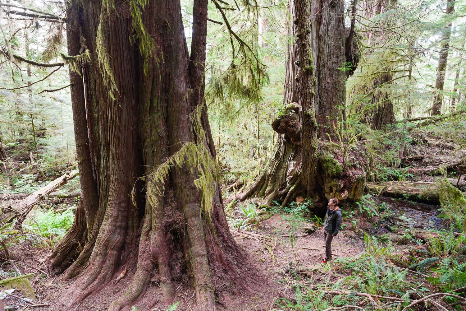 Along the path leading to the Red Creek Fir you will find this amazing group of ancient redcedars, aptly nicknamed " The 3 Guardians"