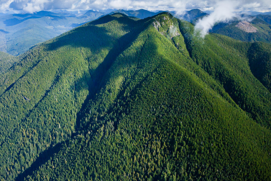 The Edinburgh Mountain Ancient Forest near Port Renfrew in Pacheedaht territory. The recent logging taking place would be in the lower right corner of this frame.
