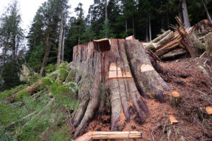 Old-growth cedar stump.