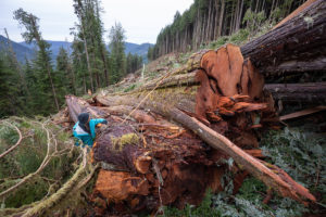 AFA's Rachel Ablack beside a massive fallen cedar.