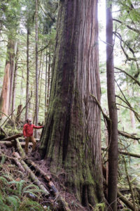 A huge old-growth cedar tree which now has a road punched in right beside it.