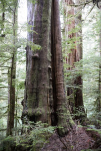Old-growth now gone