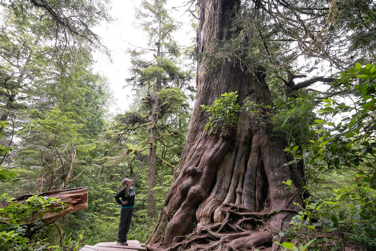  Andrea with a giant redcedar in Meares Island Tribal Park 