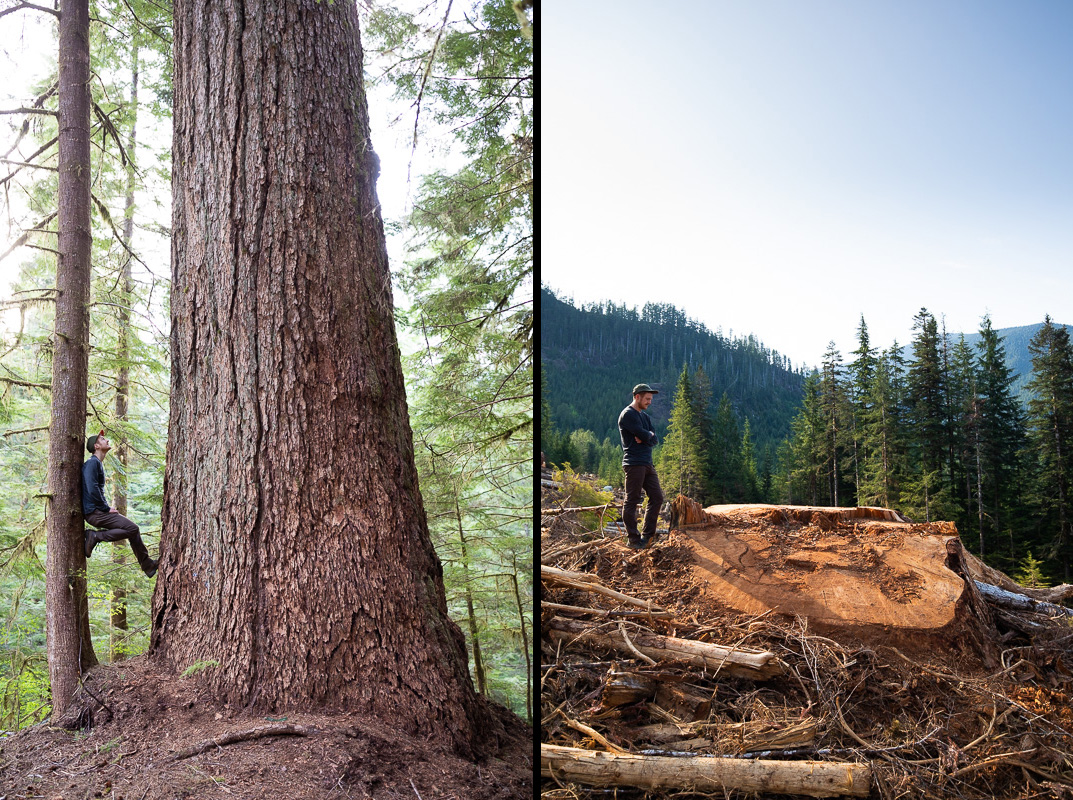  Before and after image of Canada's ninth widest Douglas-fir, according to the BC Big Tree Registry, in the Nahmint Valley on Vancouver Island.