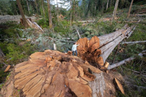 Andrea Inness walks beside a western red cedar logged in the Nahmint Valley near Port Alberni in May 2018